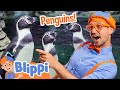 Blippi Pets Penguins at the ZOO! | Snow Animals For Children | Educational Videos For Kids