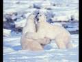 apres ski - hey, wir wollen die Eisbaren sehen ...