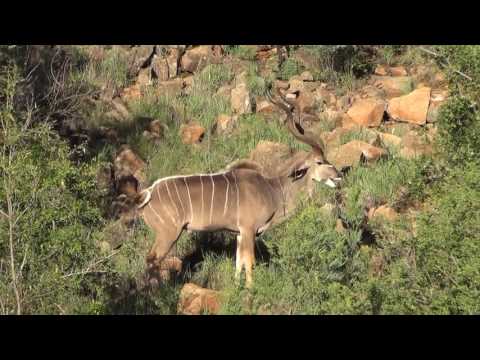 Kudu males with large beautiful antlers
