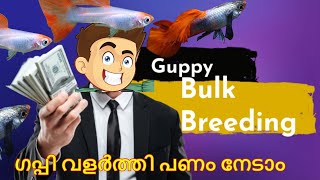 ഗപ്പികളെ കൂട്ടത്തോടെ ഒന്നായി ബ്രീഡ് ചെയ്യാം??  Guppy Bulk Breeding ?! How & Why??!! Benefits