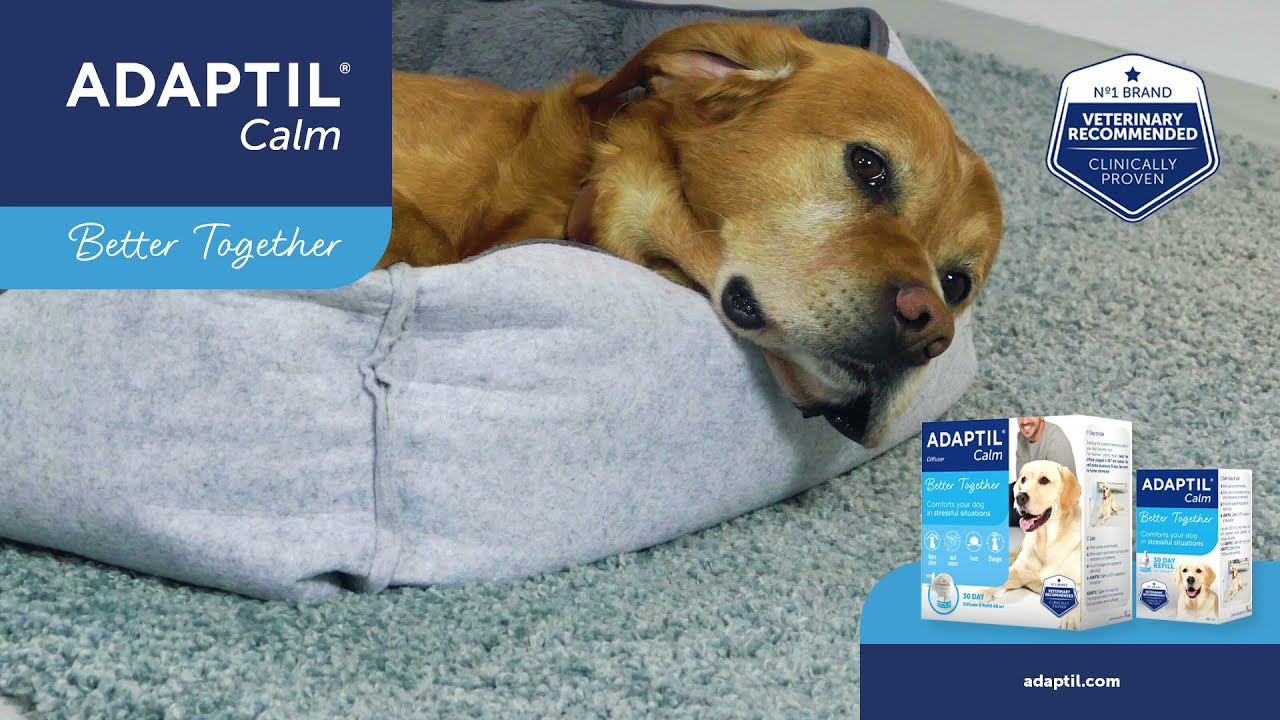 How to use ADAPTIL Calm Home Diffuser to help your dog stay calm.