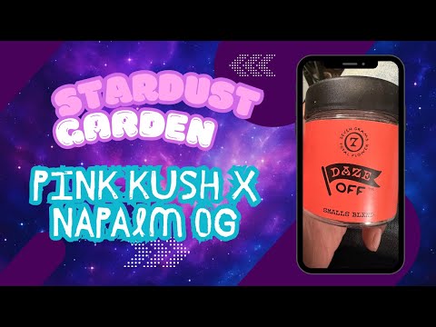 Daze Off Review: Did They Sell Me MID?! 😭 | Stardust Garden (Pink Kush x Napalm OG)
