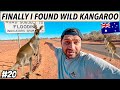 FINALLY I FOUND A WILD KANGAROO IN AUSTRALIA