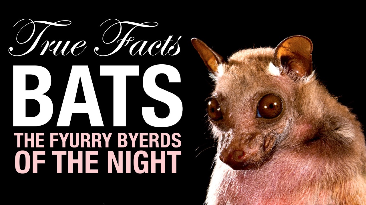 True Facts: Bats, The Science of The Hunt