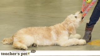 Teach Your Dog Proper Tug of War | Teacher's Pet With Victoria Stilwell