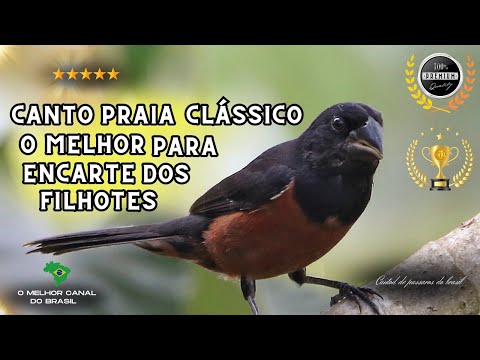 Curió praia clássico para encarte de filhotes!
