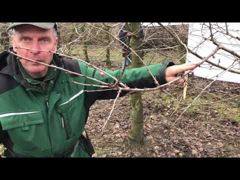 Obstbaumschnitt von Süßkirschen