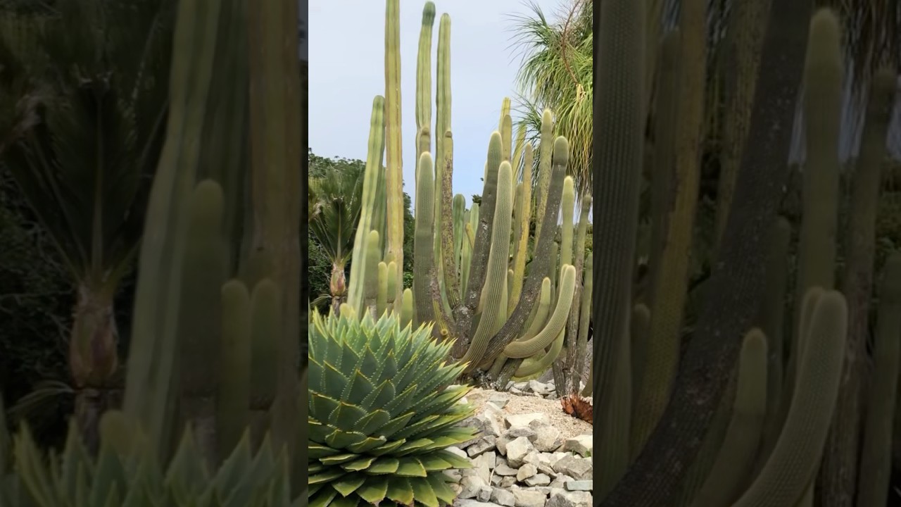 YouTube Short thumbnail