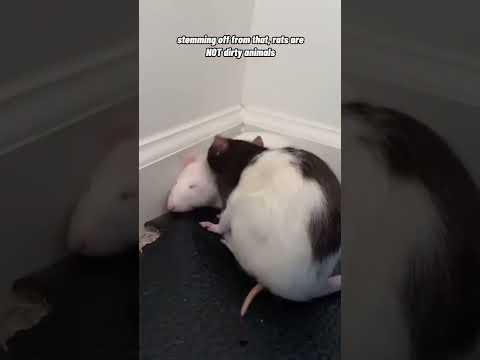 Debunking Pet Rat Stereotypes!