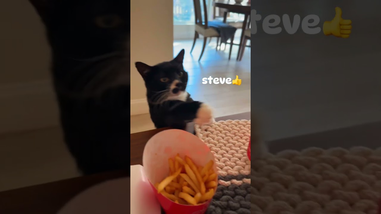 Enlarge Steve, a Adoptable Domestic Short Hair in Flower Mound, TX video 6/6