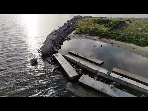 AudubonIslandBirdSurvey05162025CWMini4