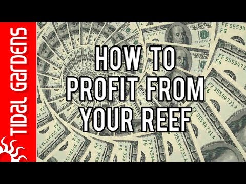 How to Make Money Off Your Reef Tank