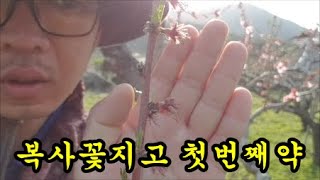 복숭아농사 냉해피해가 있어서 꽃이 시들어요