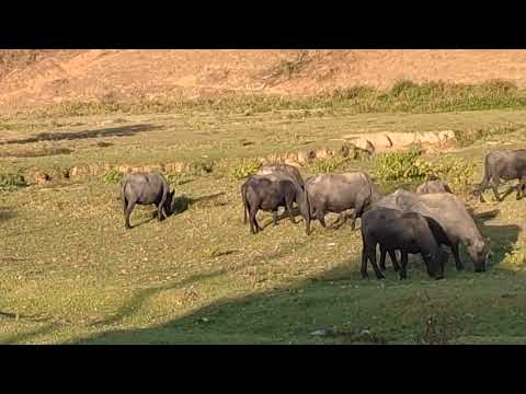 Búfalos em APUAREMA BAHIA