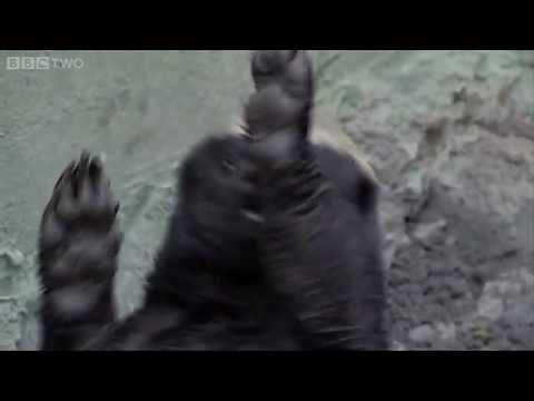 Stoffle the Badger - dancing