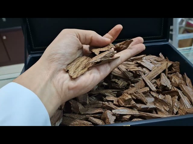 كالمنتان مالينو