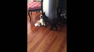 Cat carries toy pony