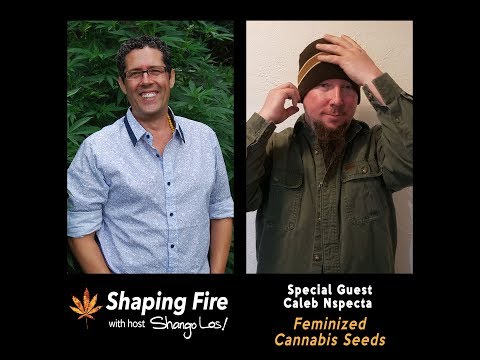Shaping Fire Ep. 49 - Feminized Cannabis Seeds with guest Caleb Nspecta