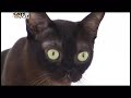 Burmés - CATS 101 - Burmese - ENG