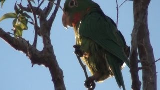 preview picture of video 'Maritacas, Psitacídeos,  Pionus maximiliani, fauna brasileira, Tupi Paulista, São Paulo,'