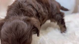 ハーフ犬の動画01