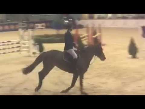 SOLD_Diarado x Caretini 5 y. o. mare show jumper