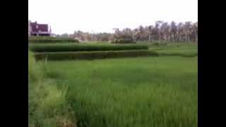 preview picture of video 'Safari at Bungalows and Rice field terraces-Ubud-bali'