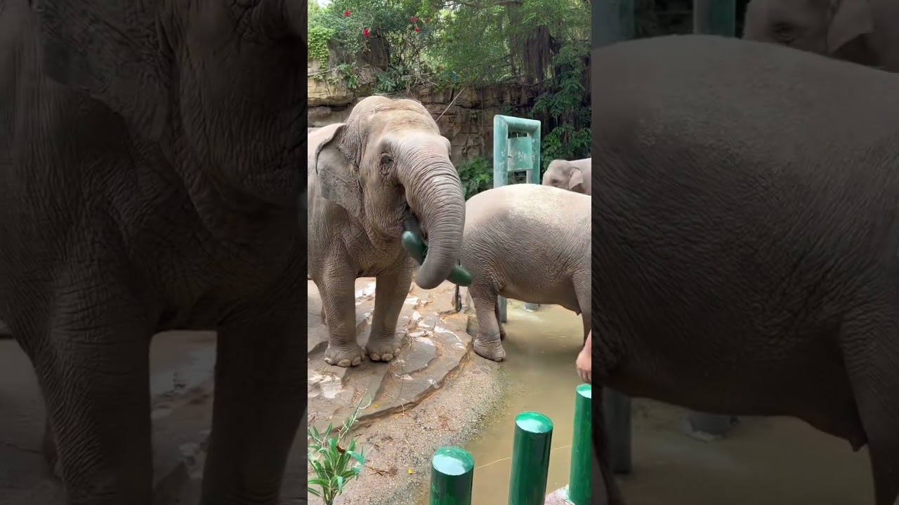 Elephant eating big winter melon
