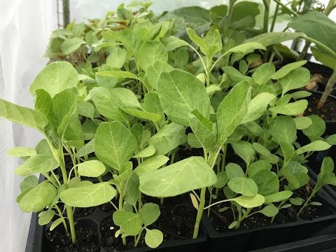 How to start Amaranth seeds