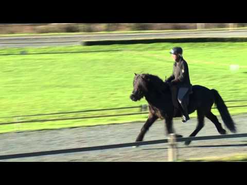 Spori von Aegidienberg - ehemaliges Verkaufspferd - Video vom 22.11.2012