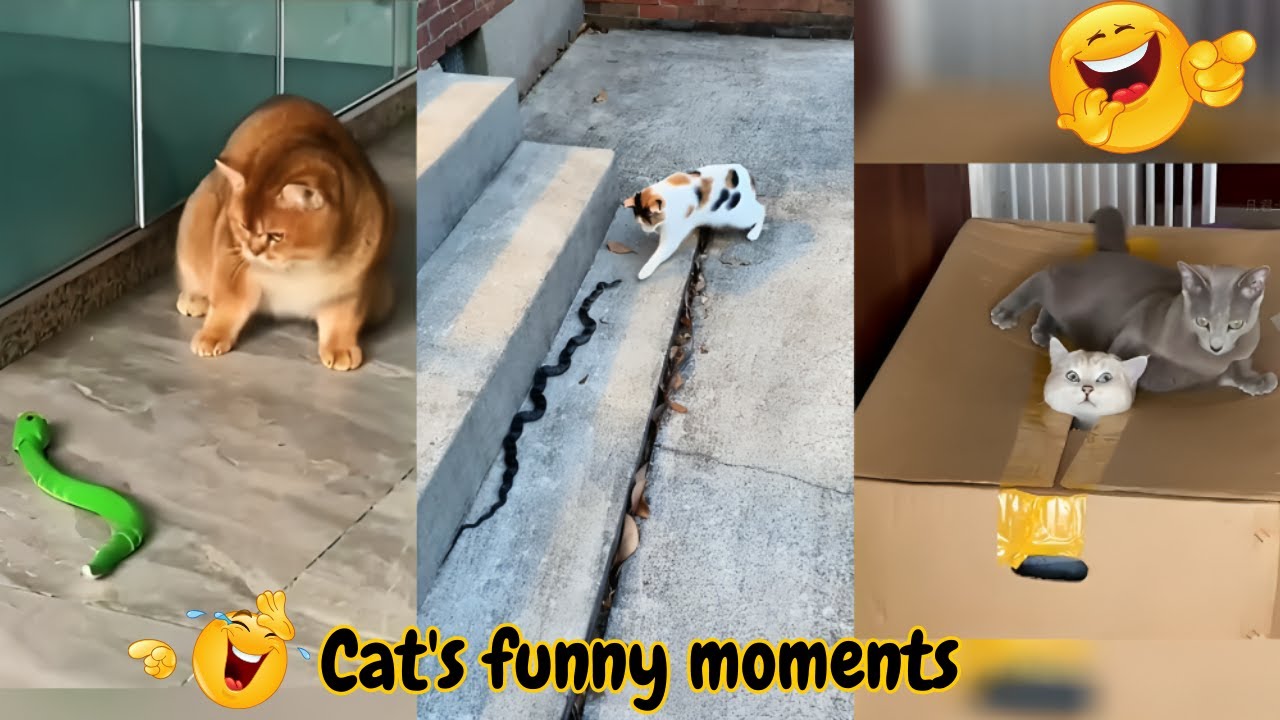 Cat funny moments I😂| cat funny Video I🤣| The Animal Vibe I Animal lover I funny cat moments