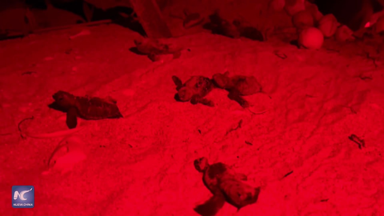 Programa de conservación mantiene lucha por supervivencia de tortugas marinas en México