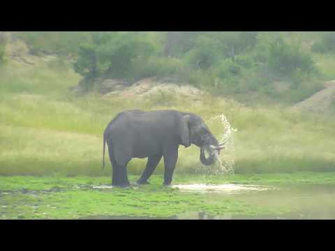 Djuma: Lone bull Elephant makes way to dam after enjoying Marula fruit - 06:56 - 03/03/19