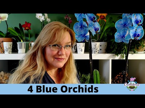 Fake VS Real: Blue Orchids Exist! Care Guide & Curiosities