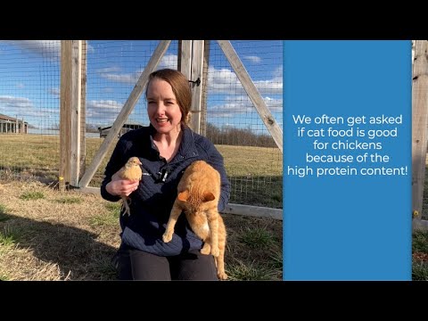 Can My Chickens Eat Cat Food?