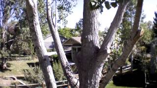 preview picture of video 'AR.Drone - Checking out the newly-pruned tree'