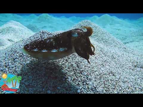 Delphinus Diving School