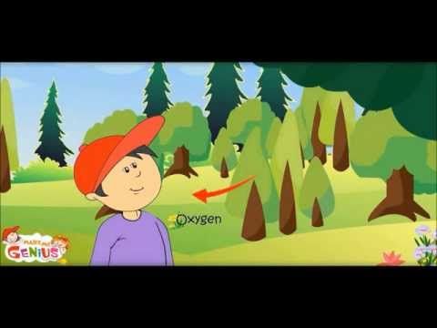 Journey of Air in Human Body -Respiration in human -Kindergarten,Preschoolers