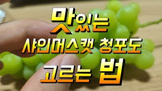 맛있는 샤인머스캣청포도 고르는 법 이걸 모르면 정말 맛 없어요