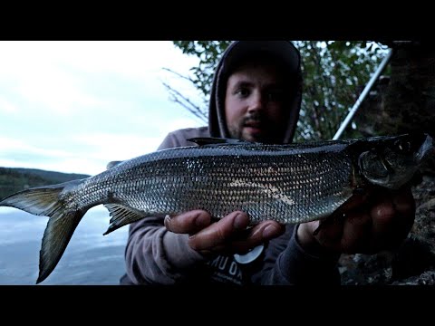 MAAILMAN PARAS SIIKAPAIKKA - TUHANSIA SIIKOJA, VAIN YKSI KALASTAJA