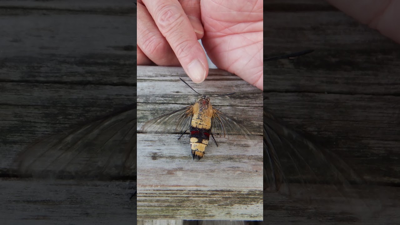 溺れたスズメガ