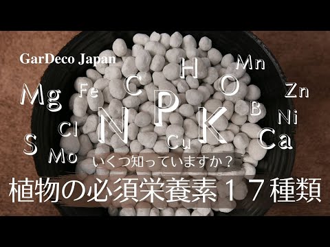 コールラビ:カロリーと栄養価が一目でわかる 植物