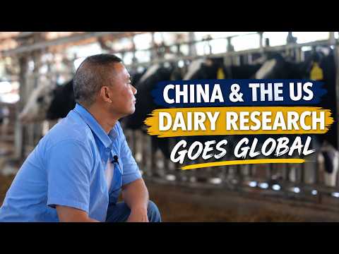 How China and the US are turning dairy research into global climate impact