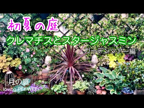 スタージャスミン 植物