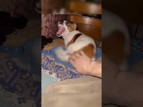 Quick Dog Compilation