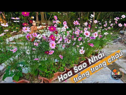 Hướng dẫn cách trồng Hoa Sao Nhái trong chậu bằng cách gieo hạt