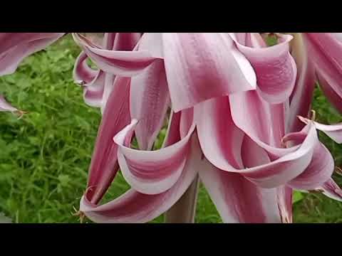 white and wine Lily*Manohar Vihar*Cantt,Vrinda Seksaria *12-08-23