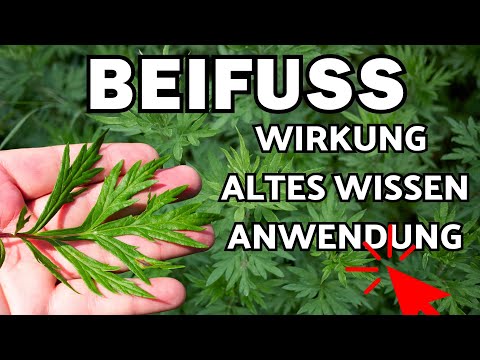 Mugwort effects, uses & ancient knowledge 🌞 Artemisia vulgaris
