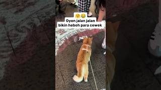 Download lagu Oyen makes the girls excited π€π#feedshorts #cutecats #cats mp3 Download lagu Oyen makes the girls excited π€π#feedshorts #cutecats #cats mp3