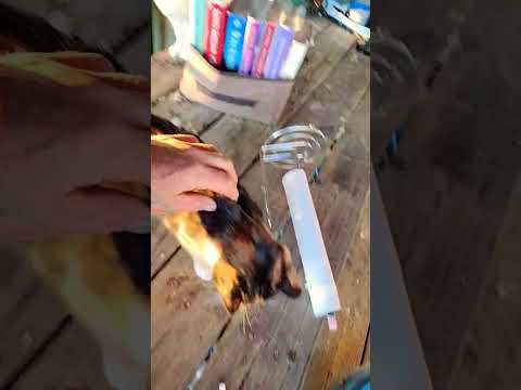 Cah Cah ,Cha, CahA 🐈"Kitty Kitty"$